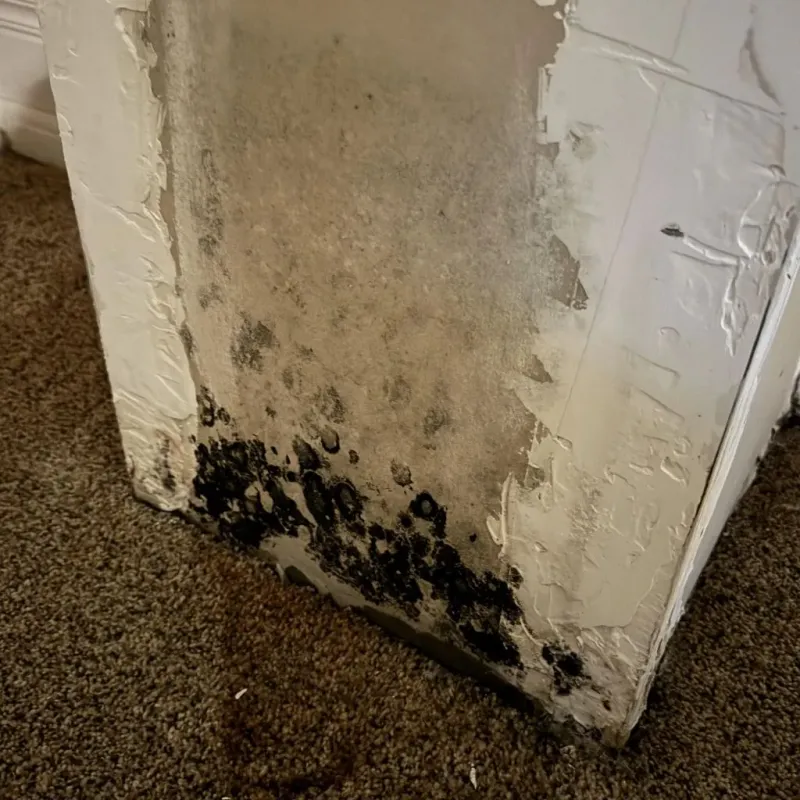 Professional Mold Removal in Harrison County, KY